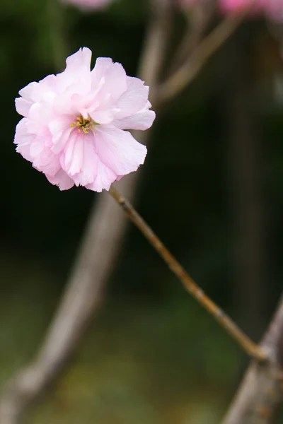 Sakura-Blüte — Stockfoto