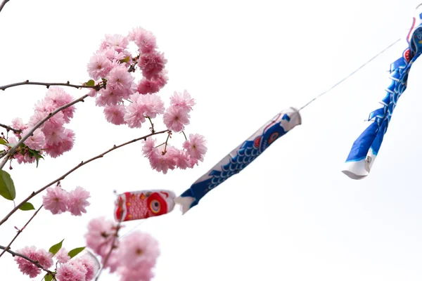 Floare sakura și steag crap — Fotografie, imagine de stoc