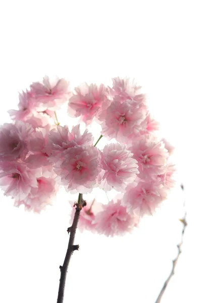 Sakura blomma — Stockfoto