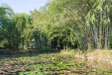Nilüfer ve bambu grove