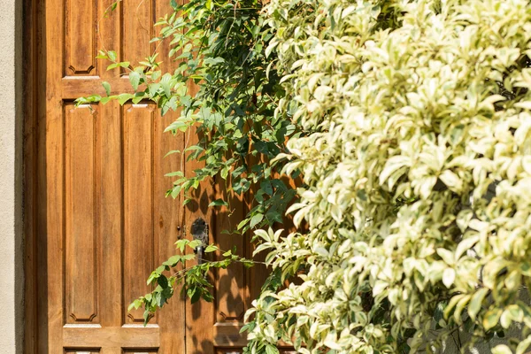 Plantas fuera de la puerta —  Fotos de Stock