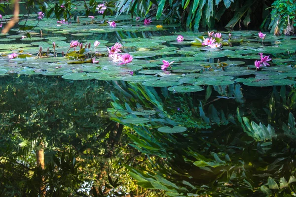 Lotus im Teich — Stockfoto