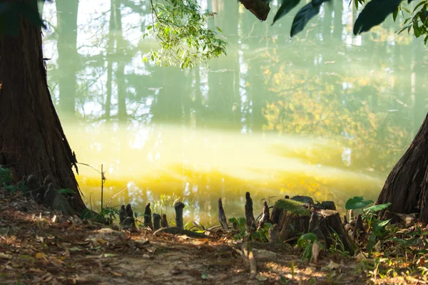 Luz del sol en el lago — Foto de Stock