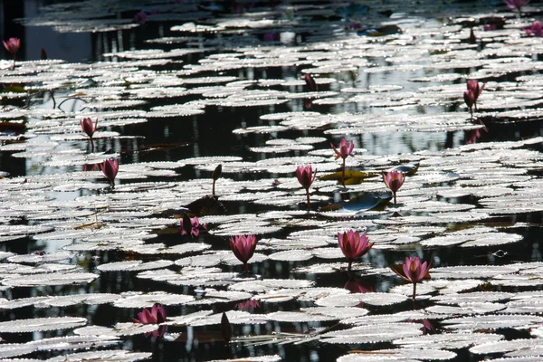 Lotus im Teich — Stockfoto