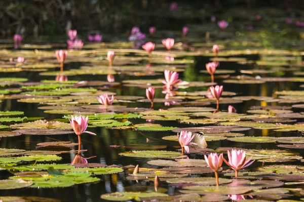 Lotus im Teich — Stockfoto