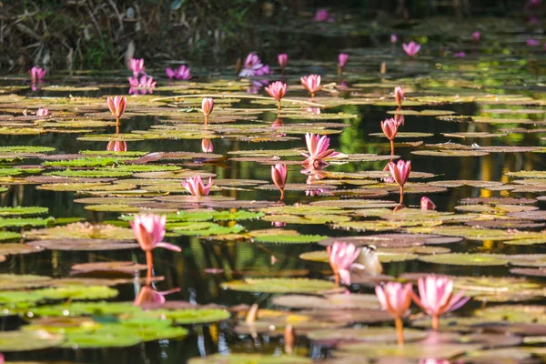 Lotus im Teich — Stockfoto