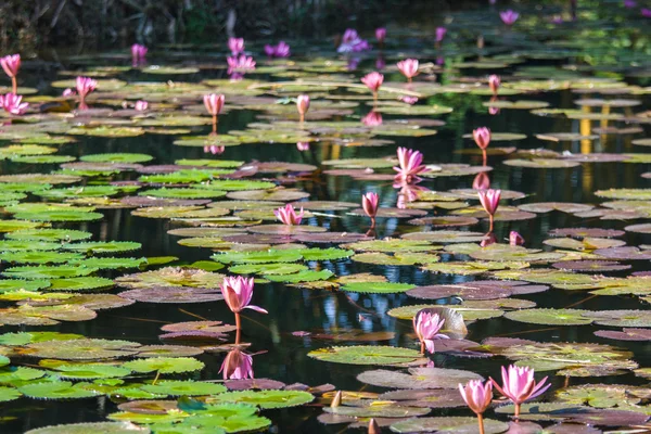Lotus im Teich — Stockfoto