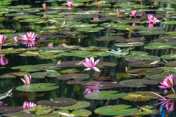 Lotus im Teich — Stockfoto