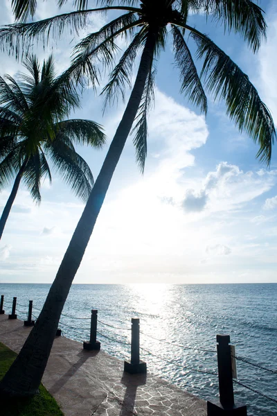 Silueta de palmera y puesta de sol tropical — Foto de Stock