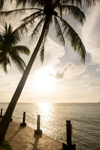 Silueta de palmera y puesta de sol tropical — Foto de Stock