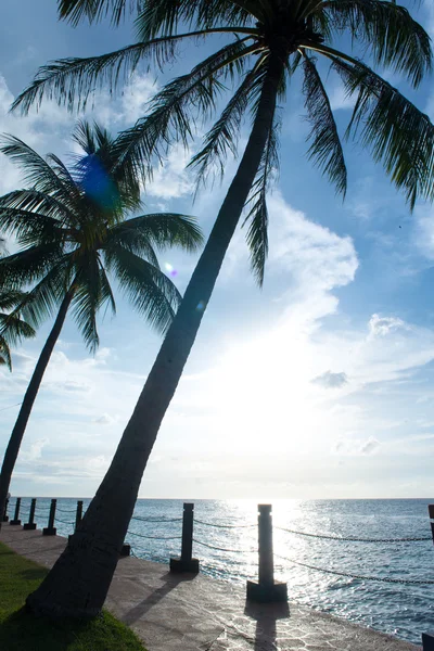 Silueta de palmera y puesta de sol tropical — Foto de Stock