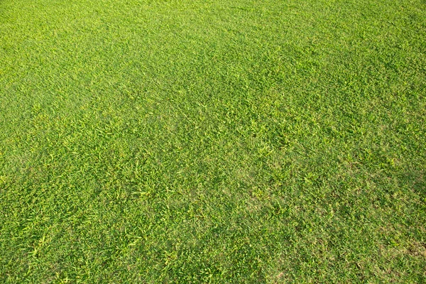 Groen gras achtergrond & textuur — Stockfoto