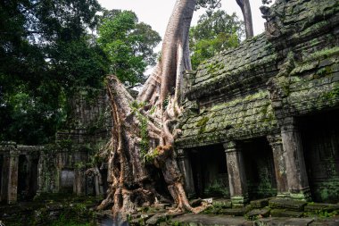 Angkor Wat harabe üzerinde kocaman eski ağaç