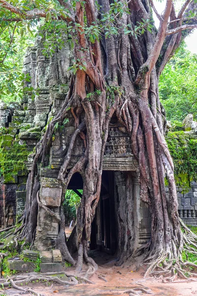 ağaç büyümek Angkor Wat alanında eski taş kapısı üzerinde
