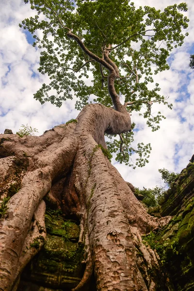 Énorme vieil arbre poussant sur la ruine dans la région d'Angkor Wat — Photo