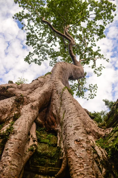 Énorme vieil arbre poussant sur la ruine dans la région d'Angkor Wat — Photo