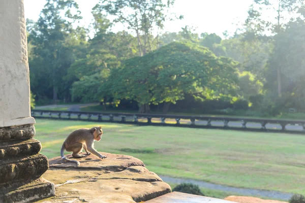 Monkey in the temple — Stock Photo, Image