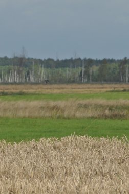 Tahıl alanları. Kulakları olgunlaşma. Hasat ve tahıl unu içine. Çiftlik ve tarım.