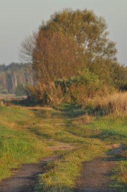 Islak çayırlardan geçen bir köy yolu. Bataklıkta güneşli bir sabah. Gün doğumu.