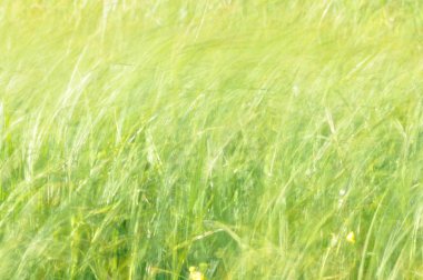 Rüzgarda sallanan sedges. Islak çayır haymaking sırasında. Yemyeşil yeşil çimen.