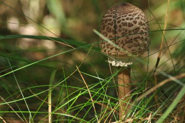 Yenilebilir mantarlar. Hassasiyet. Tabaklara ilave. Sonbahar mantarı toplama