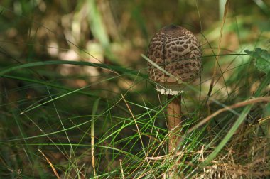 Yenilebilir mantarlar. Hassasiyet. Tabaklara ilave. Sonbahar mantarı toplama