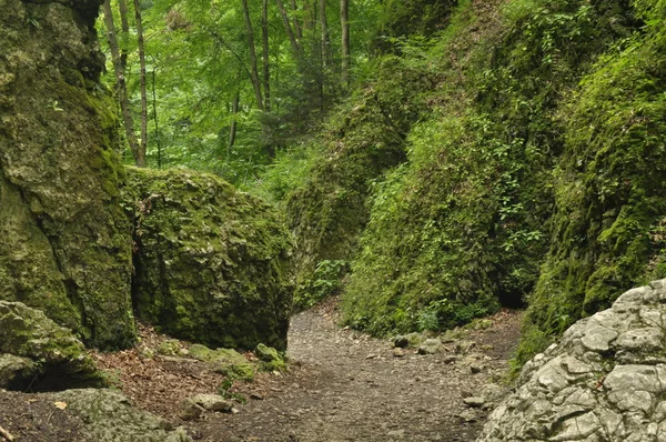 Szlak turystyczny w górach. Droga wśród skał w las bukowy. Turystyka i rekreacja. — Zdjęcie stockowe