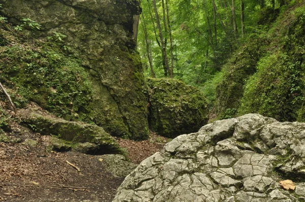 Vandringsled i bergen. Sökvägen bland stenarna i bokskogen. Turism och rekreation. — Stockfoto