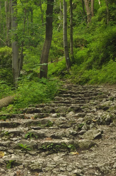 Wanderweg in den Bergen. Weg zwischen den Felsen im Buchenwald. Tourismus und Erholung. — Stockfoto