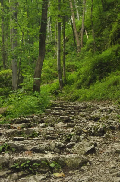 Dağlarda yürüyüş iz. Kayın ormanın içinde kayaların arasındaki yolu. Turizm ve Rekreasyon. — Stok fotoğraf
