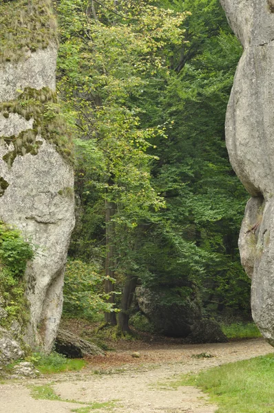 Turistická stezka v horách. Cesta mezi skalami v bukového lesa. Cestovní ruch a rekreace. — Stock fotografie