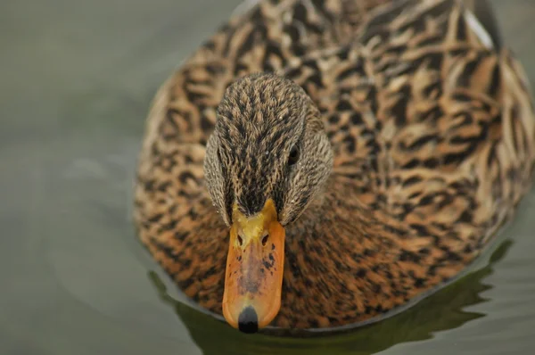 Mallard Duck. Pájaro salvaje flotando en el lago. Retrato del animal . —  Fotos de Stock