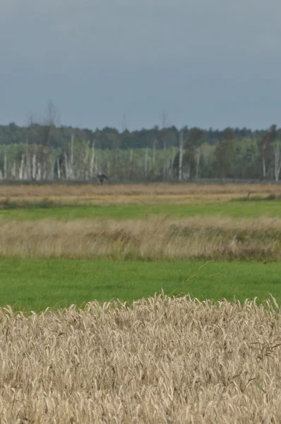 Tahıl alanları. Kulakları olgunlaşma. Hasat ve tahıl unu içine. Çiftlik ve tarım.