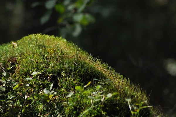 Moss omfattas lem plantor och unga plantor. Strålar av ljus som når fleece. — Stockfoto