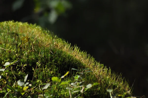 Moss omfattas lem plantor och unga plantor. Strålar av ljus som når fleece. — Stockfoto