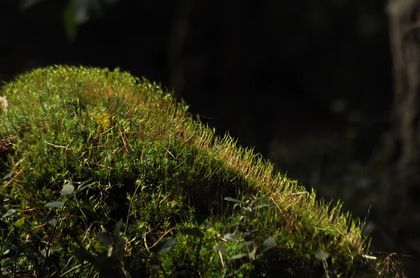 Moss omfattas lem plantor och unga plantor. Strålar av ljus som når fleece. — Stockfoto