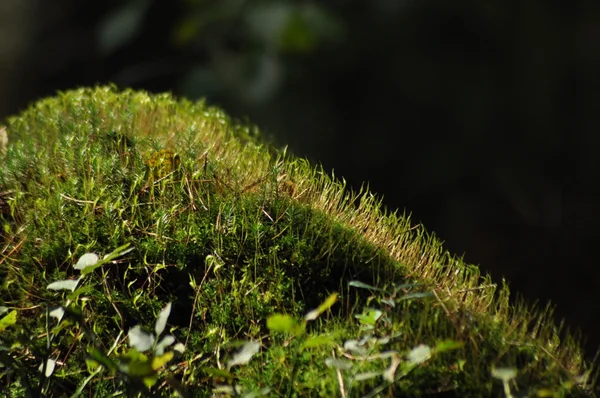 Moss omfattas lem plantor och unga plantor. Strålar av ljus som når fleece. — Stockfoto