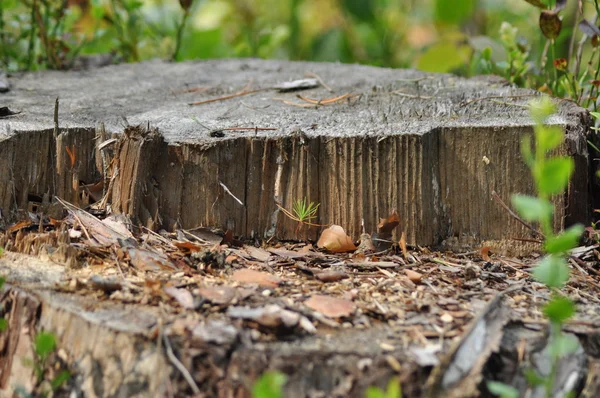 Pine stam kettingzaag onthoofd. Jonge boom zaailing groeit tussen graan ledemaat — Stockfoto