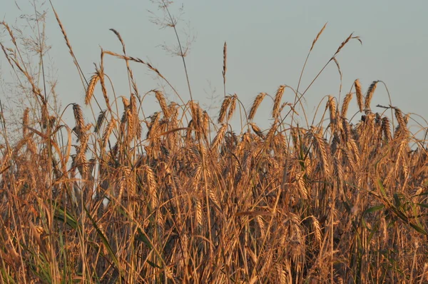 Getreide auf den Feldern. Reife Ähren. Ernte und Getreide zu Mehl verarbeiten. Bauernhöfe und Landwirtschaft. — Stockfoto
