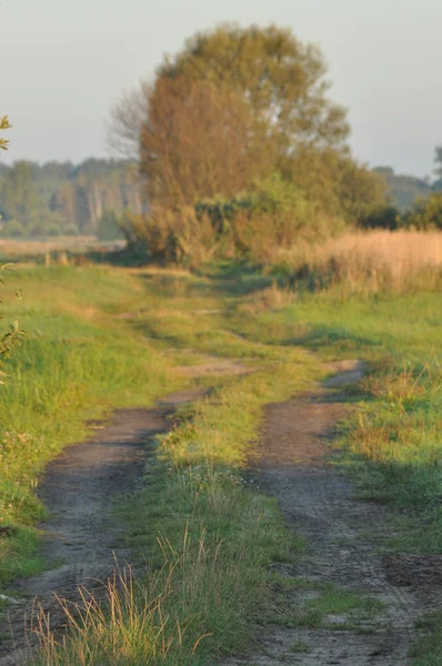 En landevei gjennom våte enger. En solfylt morgen i sumpen. Soloppgang . – stockfoto