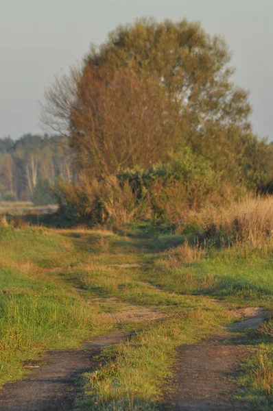 Islak çayırlardan geçen bir köy yolu. Bataklıkta güneşli bir sabah. Gün doğumu.