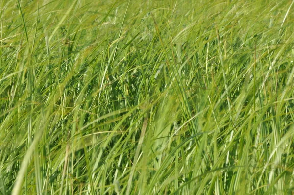 바람에 흔들리는 sedges. Haymaking 동안 초원에 젖은. 무성 한 녹색 잔디. — 스톡 사진