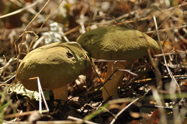 Cogumelos comestíveis Delicado. A adição aos pratos. Colheita de cogumelos no outono — Fotografia de Stock