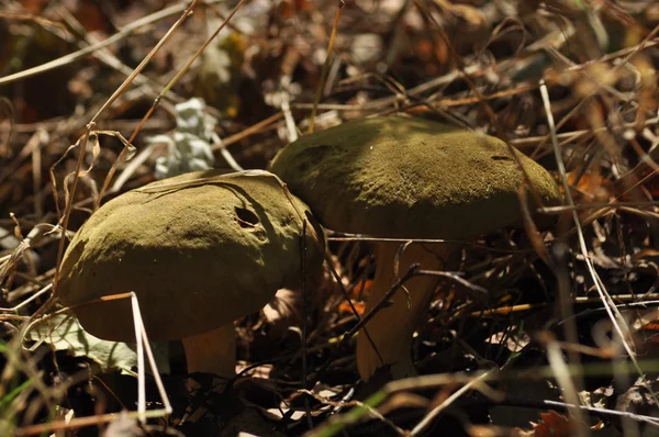 Edible mushrooms. Delicacy. The addition to the dishes. Autumn mushroom picking — Stock Photo, Image