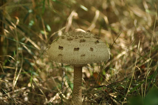 Edible mushrooms. Delicacy. The addition to the dishes. Autumn mushroom picking — Stock Photo, Image