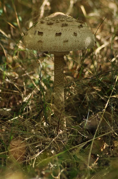 Champignons comestibles. Délicatesse. L'addition aux plats. Cueillette automnale des champignons — Photo