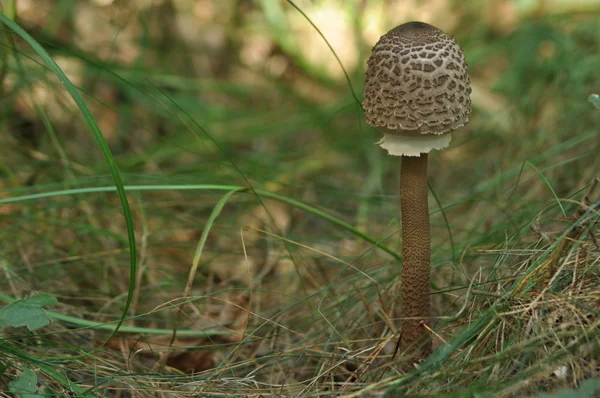 Edible mushrooms. Delicacy. The addition to the dishes. Autumn mushroom picking — Stock Photo, Image