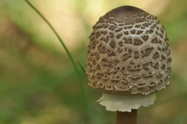 Essbare Pilze. Feinkost. Die Ergänzung zu den Gerichten. Pilze sammeln im Herbst — Stockfoto