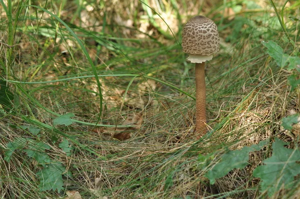 Edible mushrooms. Delicacy. The addition to the dishes. Autumn mushroom picking — Stock Photo, Image