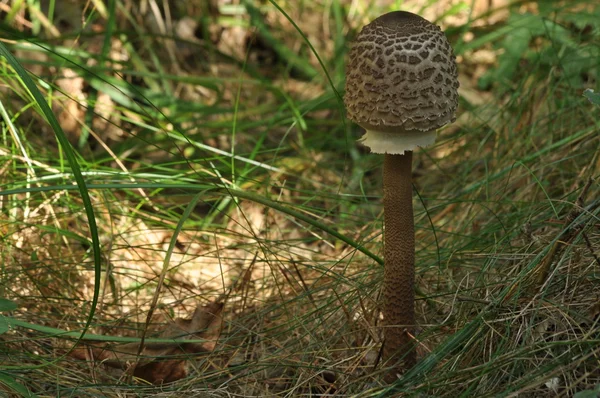 Cogumelos comestíveis Delicado. A adição aos pratos. Colheita de cogumelos no outono — Fotografia de Stock